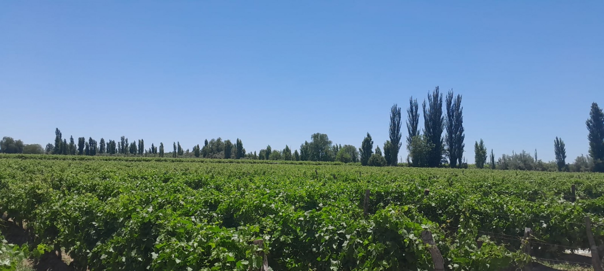 FINCA